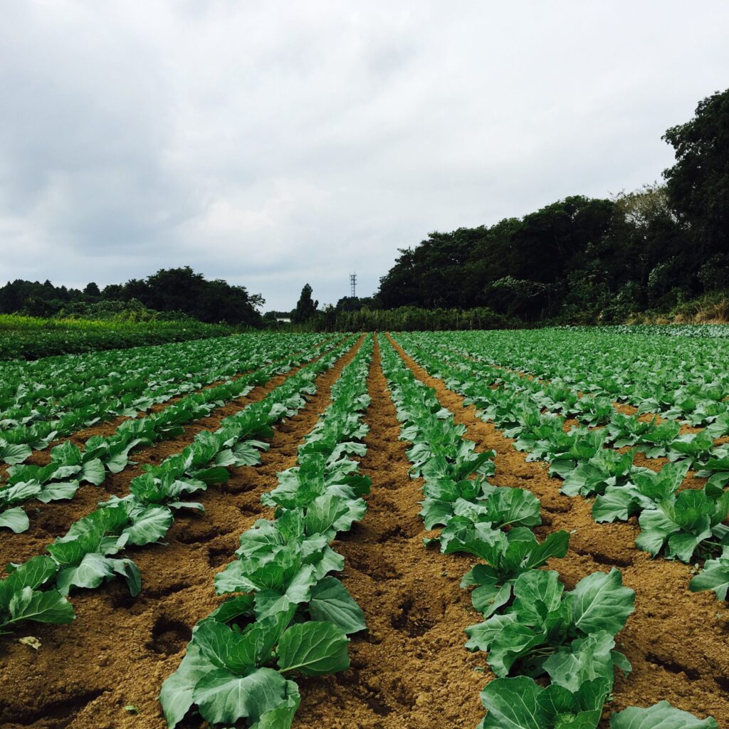 自然栽培の畑の風景